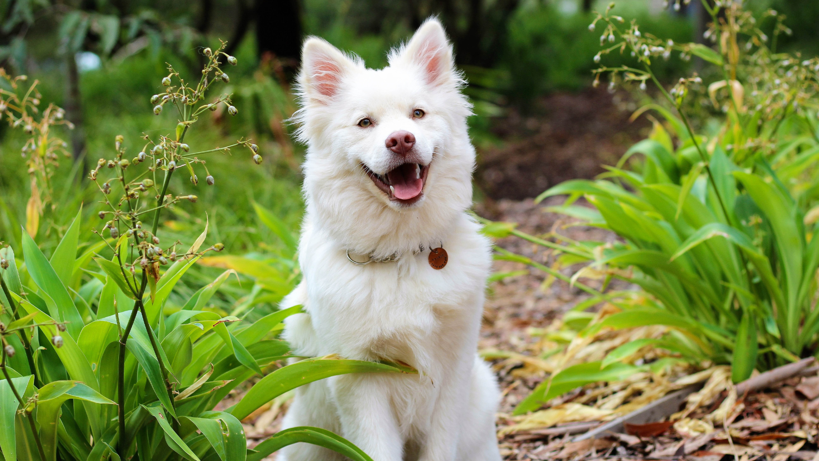 The Ultimate Guide to Looking After Your Dog: Tips for Healthy, Happy Pups