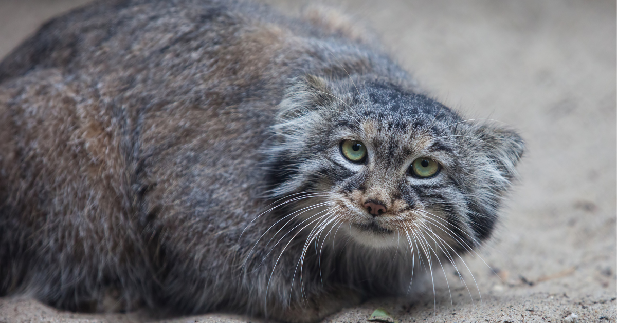An Introduction to the World's Grumpiest Feline