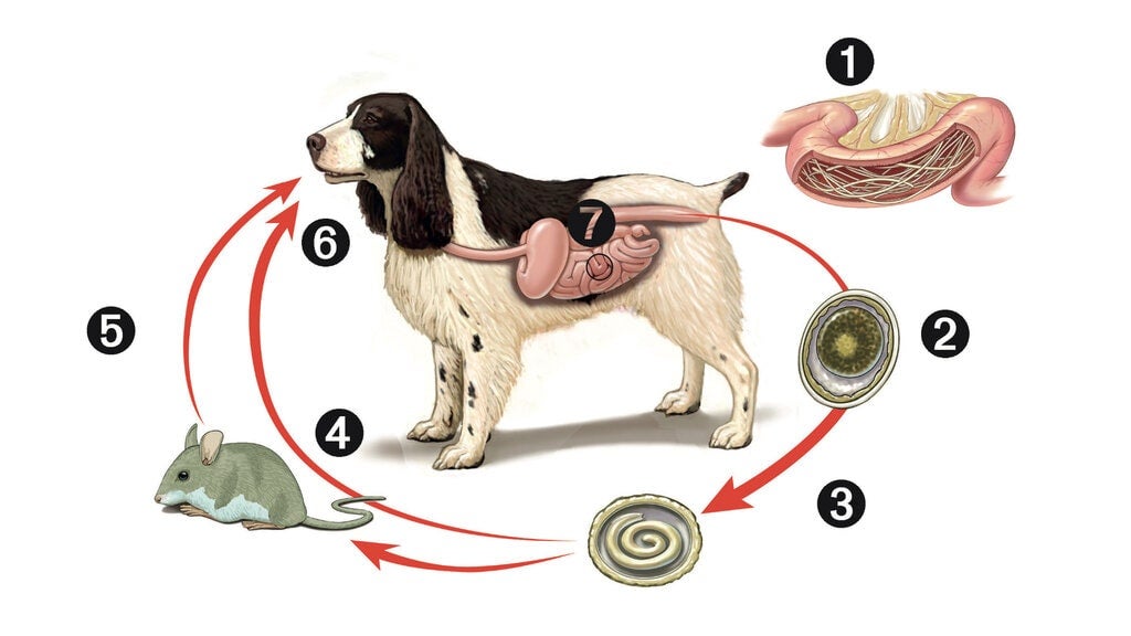 How Do Dogs Get Worms